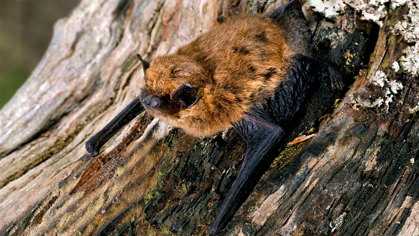 A common pipistrelle Bat in its natural habitat